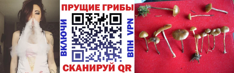 магазин  наркотиков  Коломна  Псилоцибиновые грибы MAGIC MUSHROOMS 
